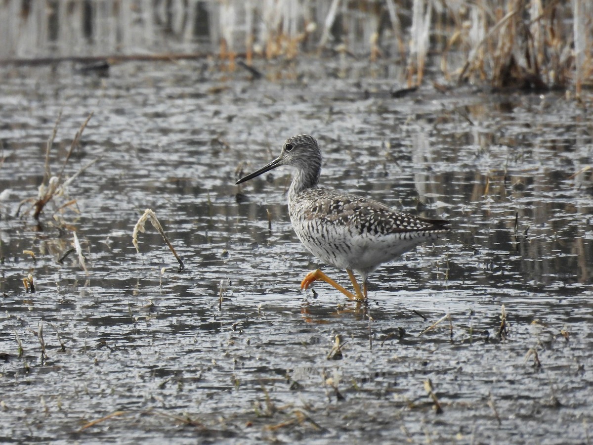 Greater Yellowlegs - ML441971821