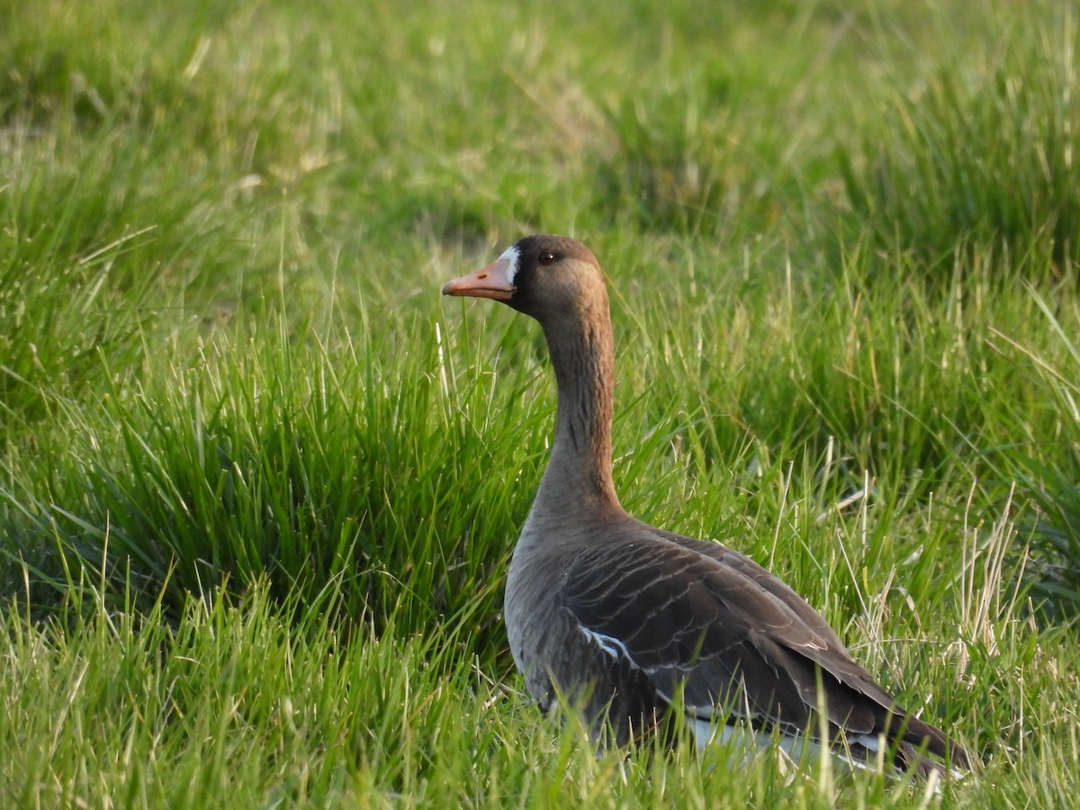 Greater White-fronted Goose - ML441972141