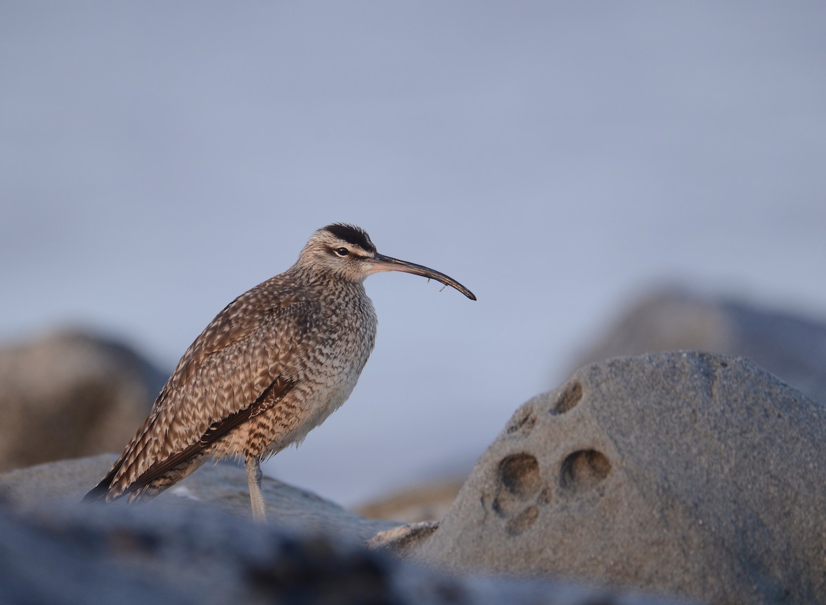 Hudsonian Whimbrel - Josephine Kalbfleisch