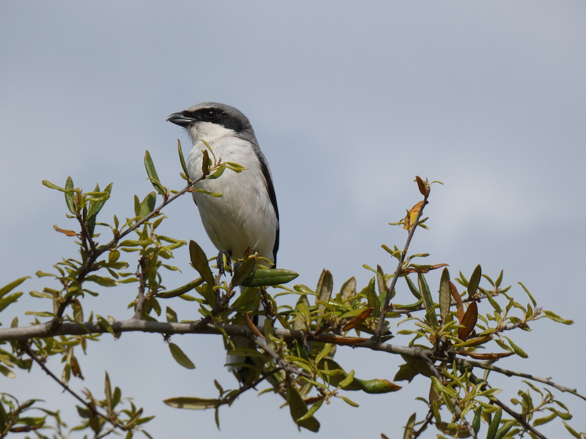 Pie-grièche migratrice - ML441973771