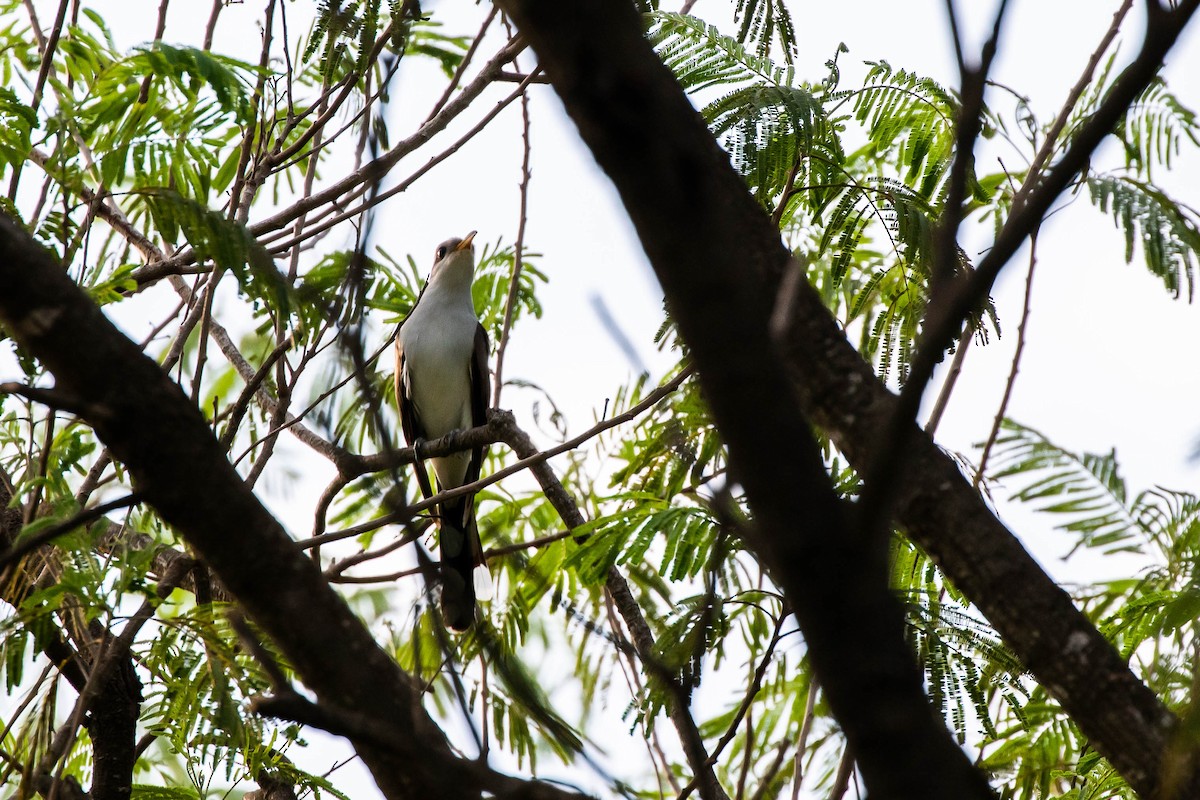 Yellow-billed Cuckoo - ML441974021