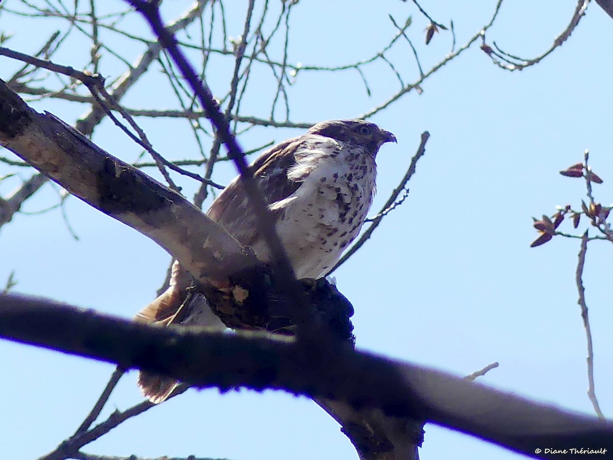 Red-tailed Hawk - ML441977951