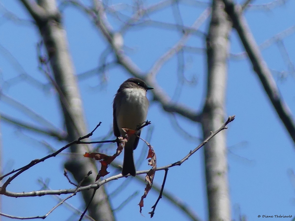 Eastern Phoebe - ML441978111