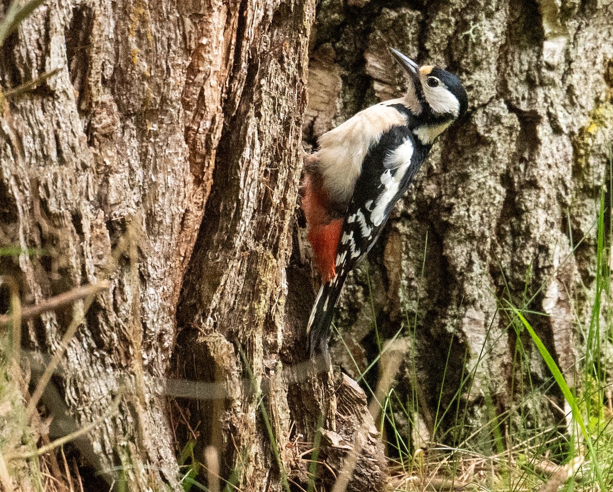 Great Spotted Woodpecker - ML441981321