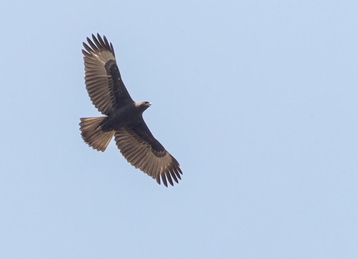 Changeable Hawk-Eagle (Changeable) - Lars Petersson | My World of Bird Photography