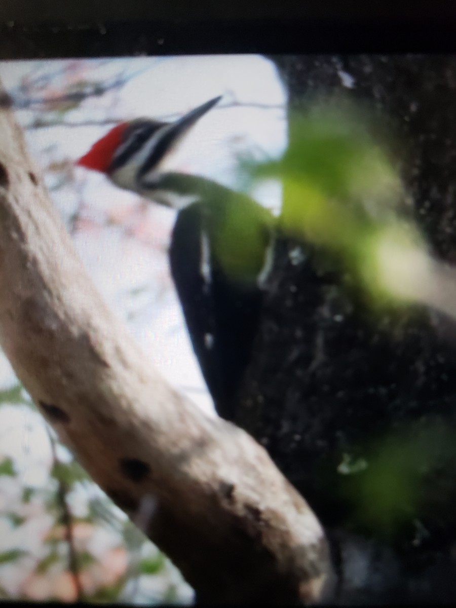 Pileated Woodpecker - ML441981601
