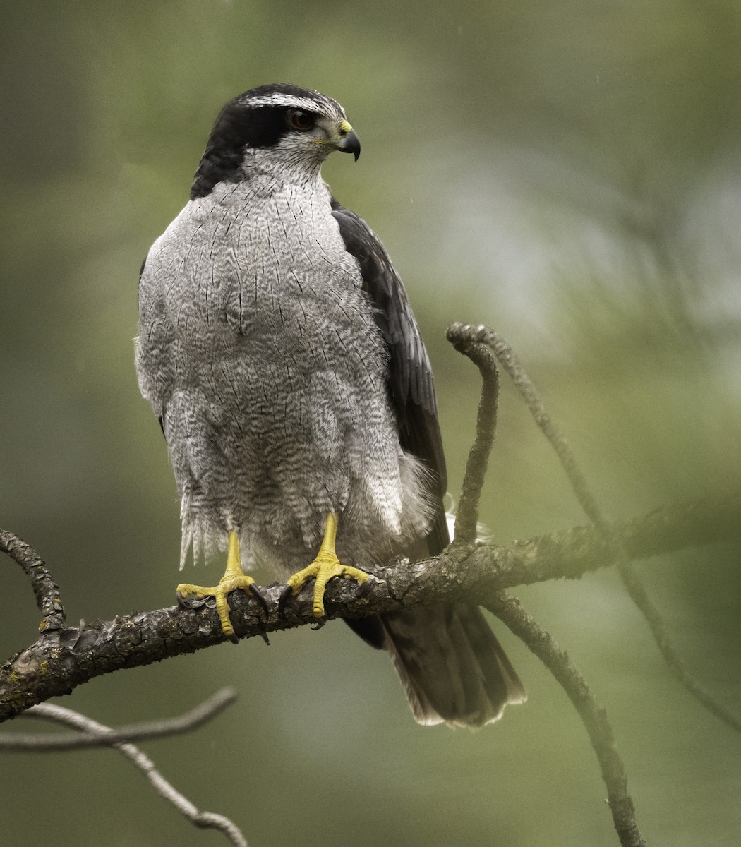 American Goshawk - ML441981651