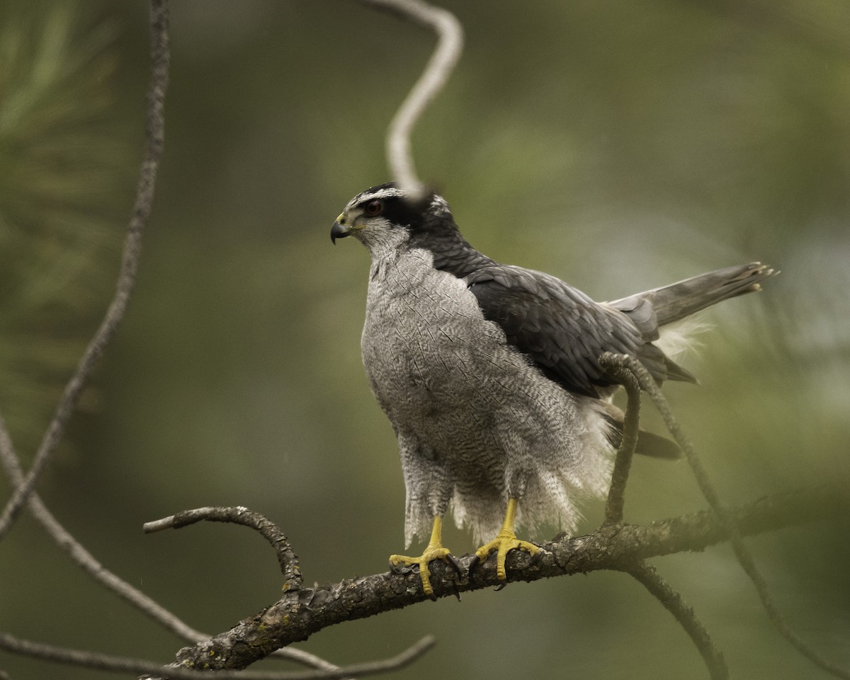 American Goshawk - ML441981681