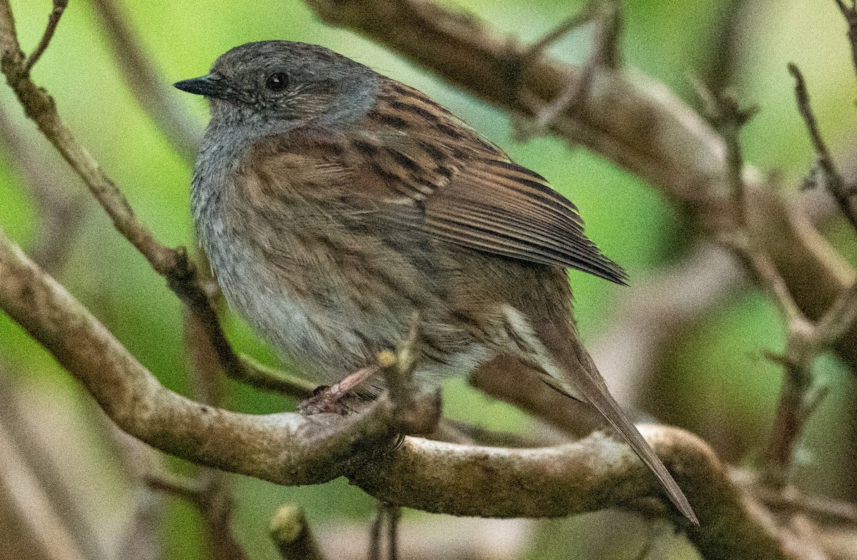 Dunnock - ML441981871