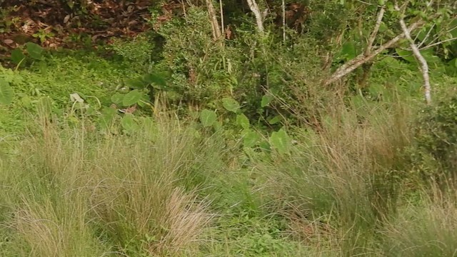 Mountain Bamboo-Partridge - ML441983241