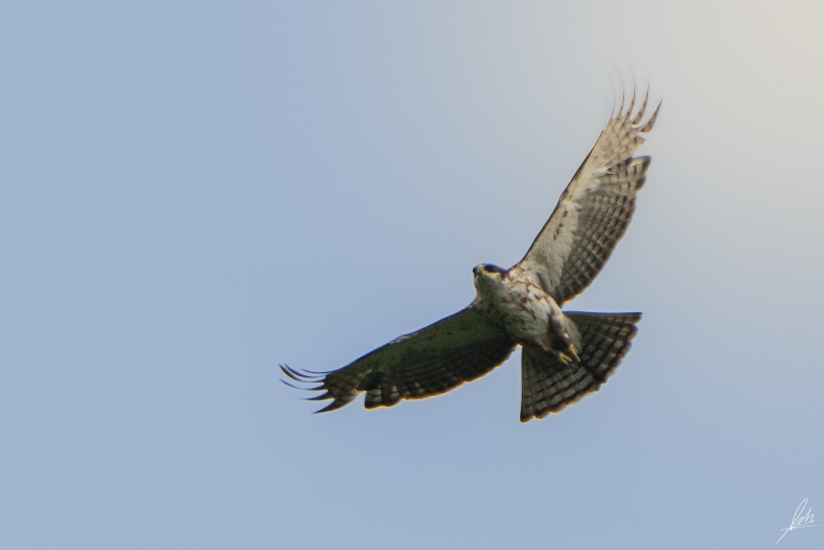 Rufous-bellied Eagle - ML441983671