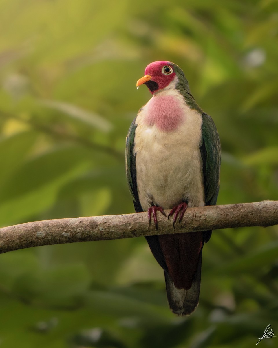 Jambu Fruit-Dove - ML441983701