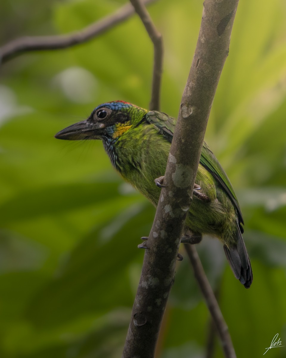 Red-crowned Barbet - ML441983801