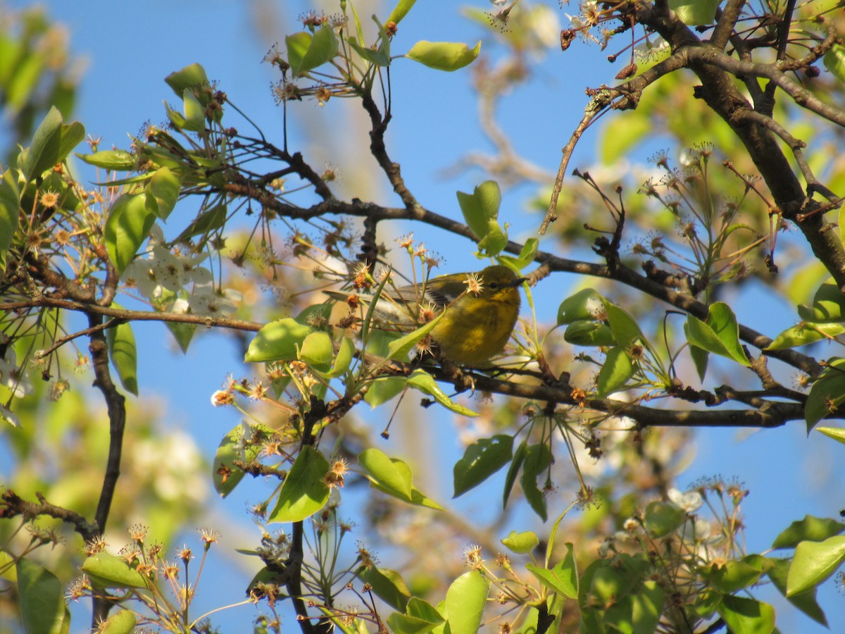 Pine Warbler - ML441983931