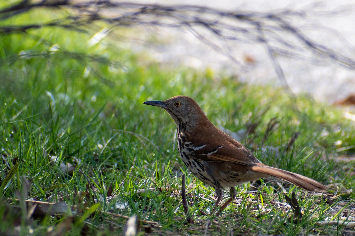 Brown Thrasher - ML441984281
