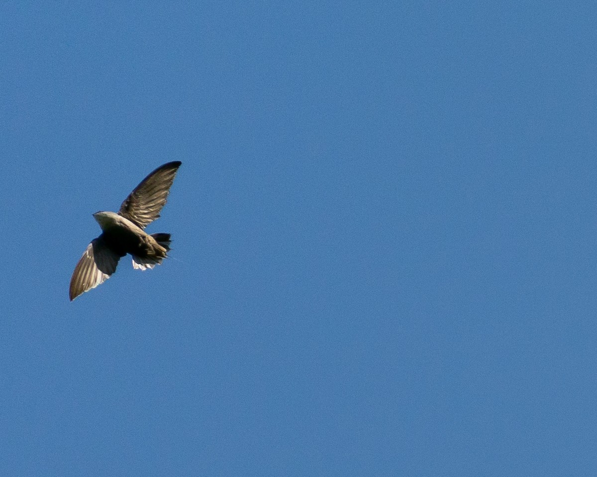 Chimney Swift - ML441984961