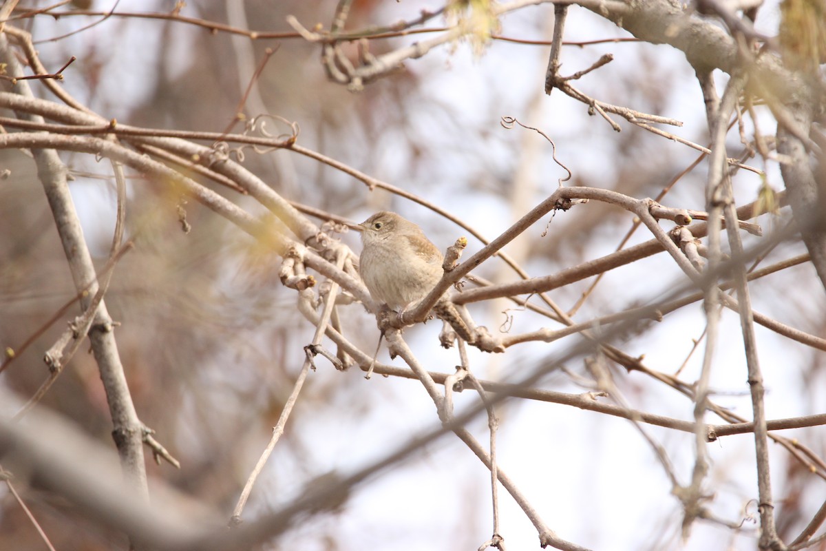 House Wren - Abraham Bowring