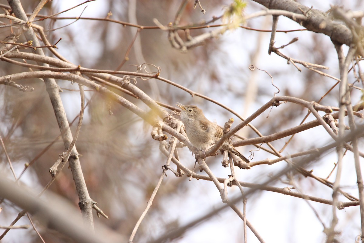 House Wren - ML441985511