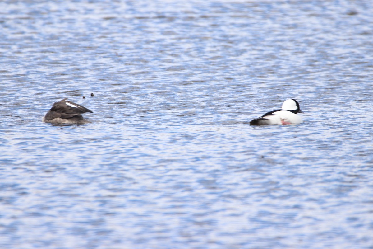 Bufflehead - ML441986471