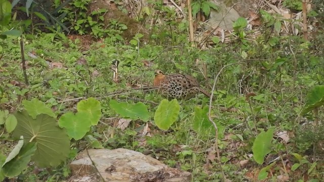 Mountain Bamboo-Partridge - ML441986691