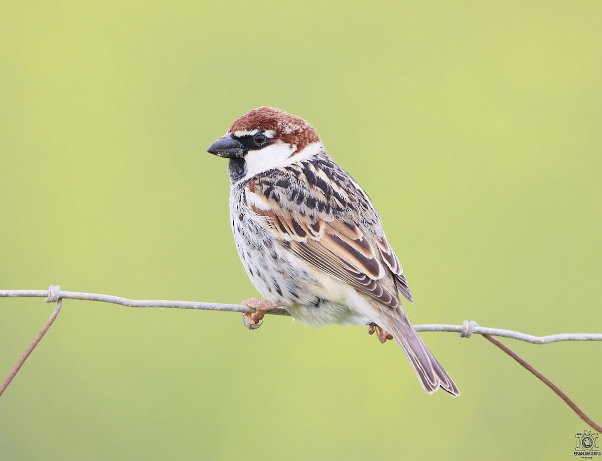 Spanish Sparrow - ML441987021