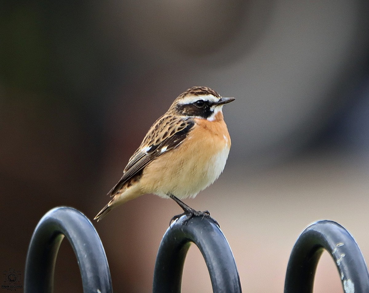 Whinchat - ML441988181