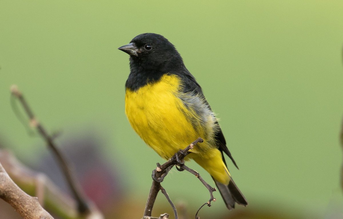 Yellow-bellied Siskin - ML441988531