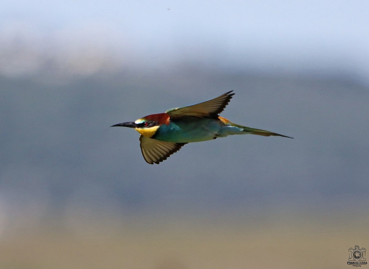 European Bee-eater - ML441988621