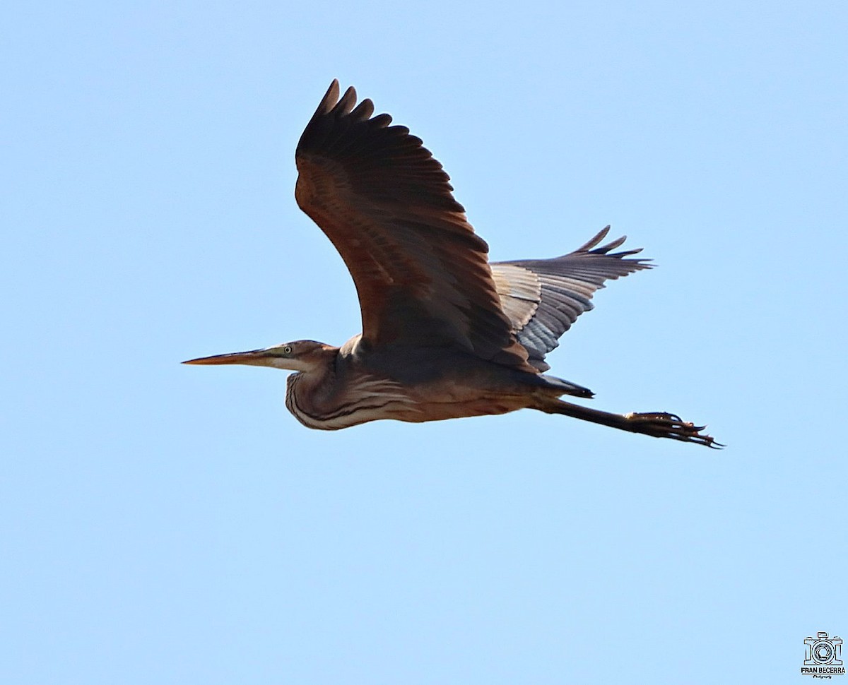Purple Heron - ML441988681