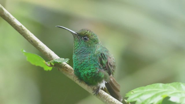 Coppery-headed Emerald - ML441992051