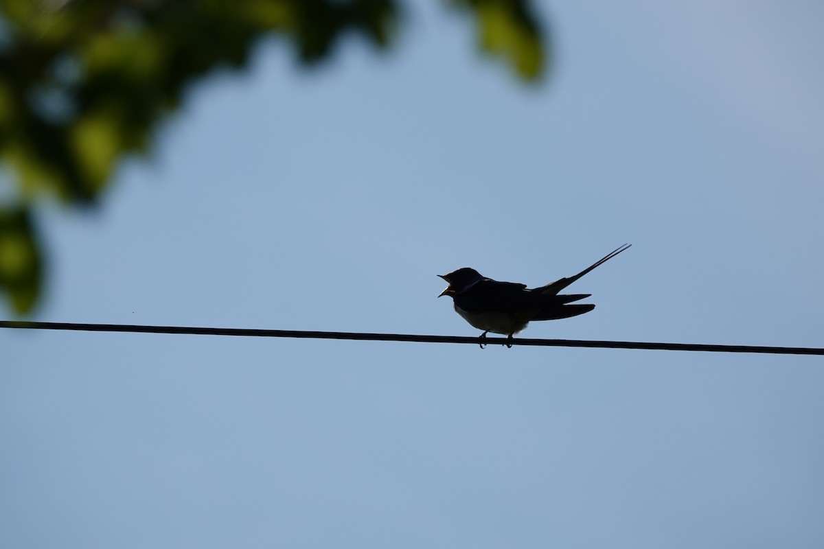 Barn Swallow - ML441992631