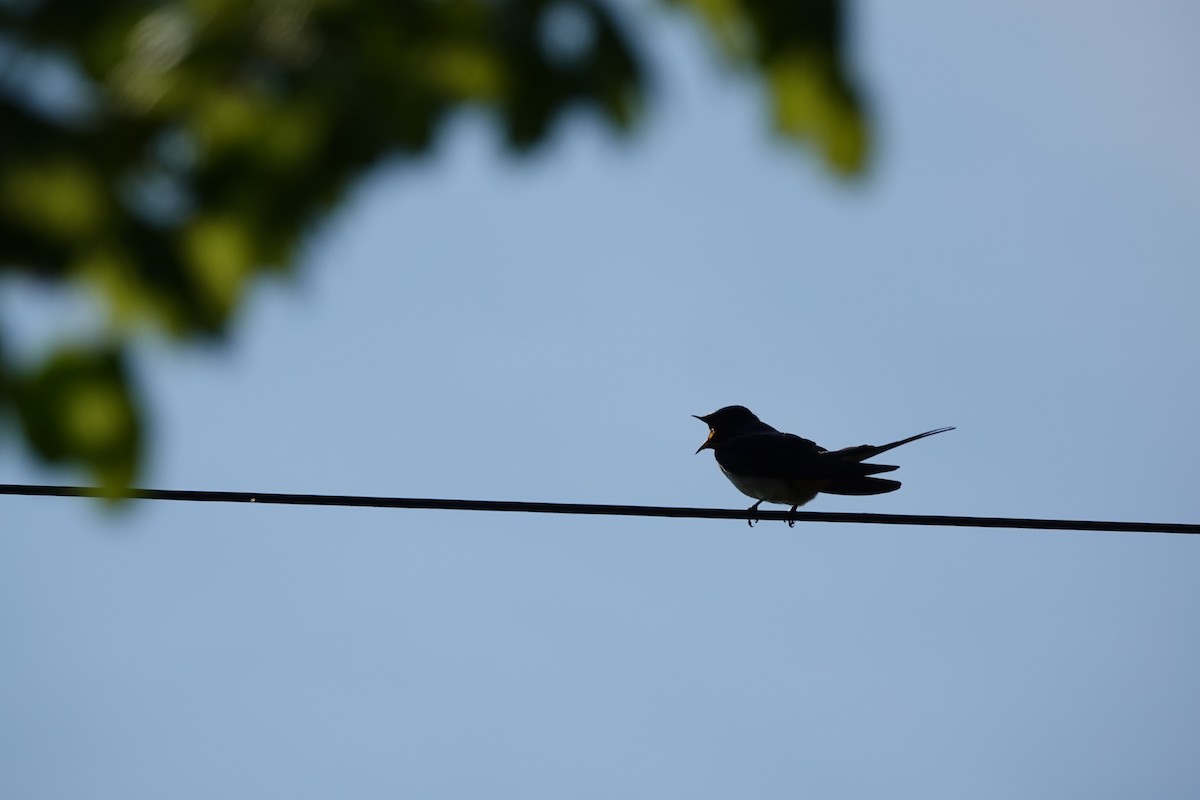 Barn Swallow - Samuel Levy