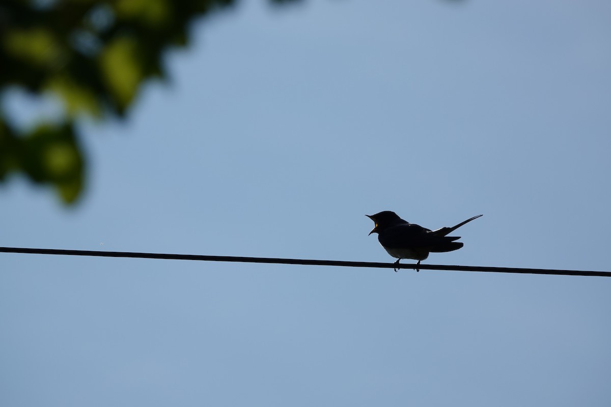 Barn Swallow - ML441992661