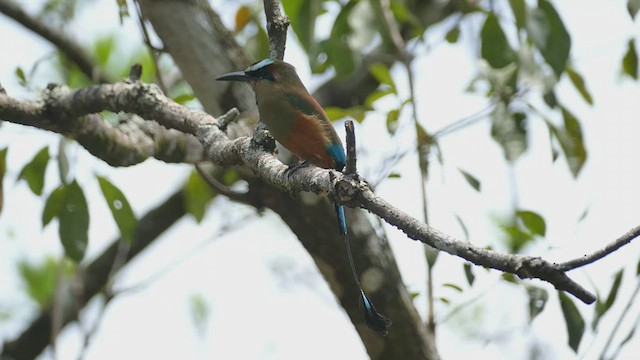 Motmot à sourcils bleus - ML441993631