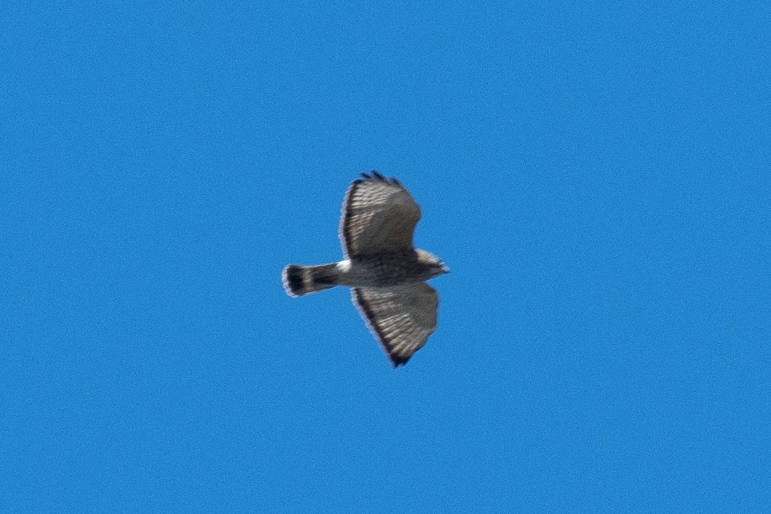 Broad-winged Hawk - ML441994781