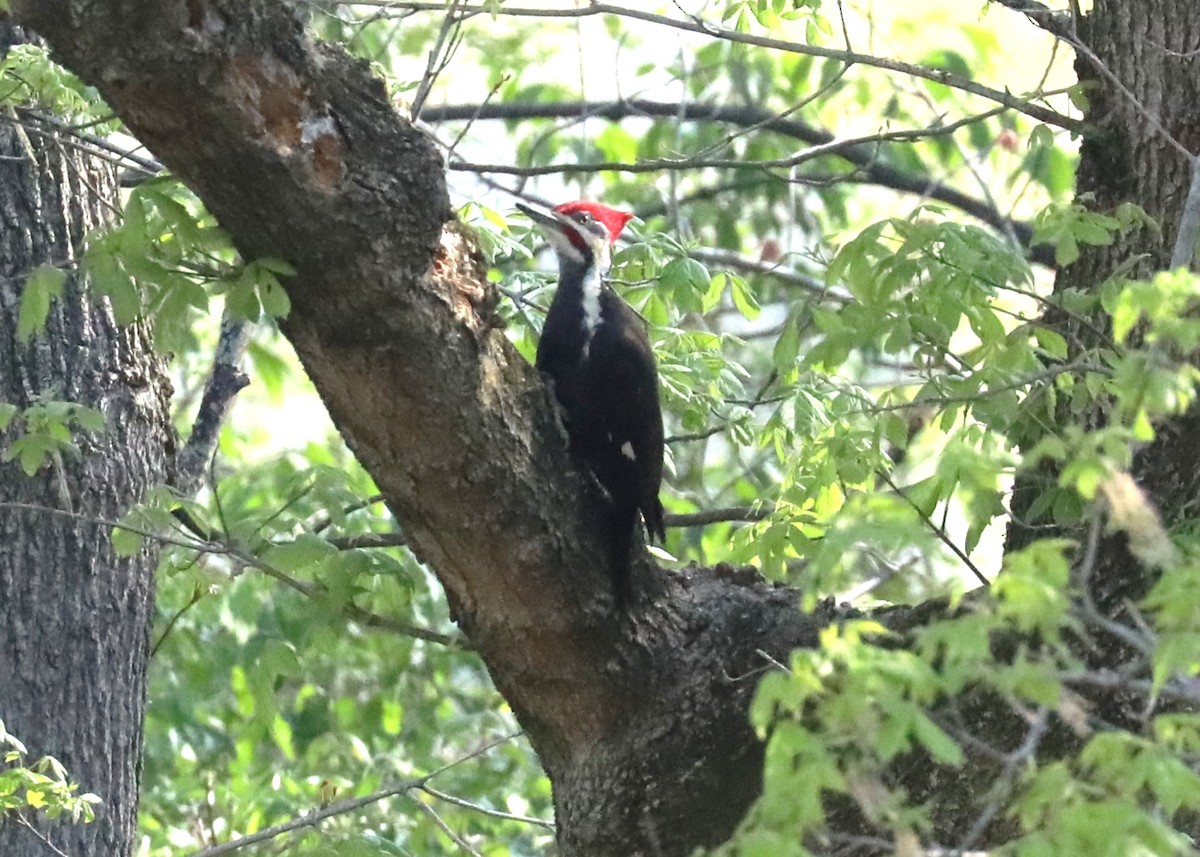 Pileated Woodpecker - ML441994831