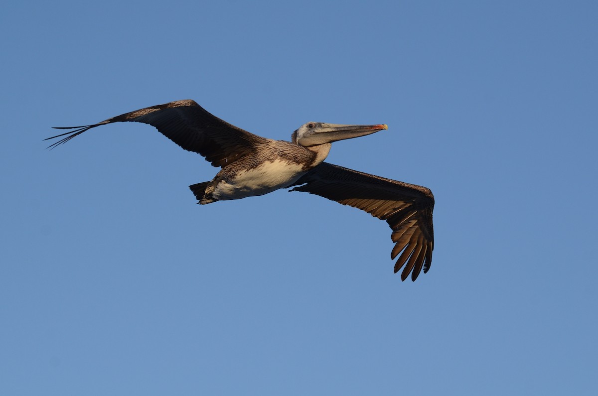 pelikán hnědý - ML441995251
