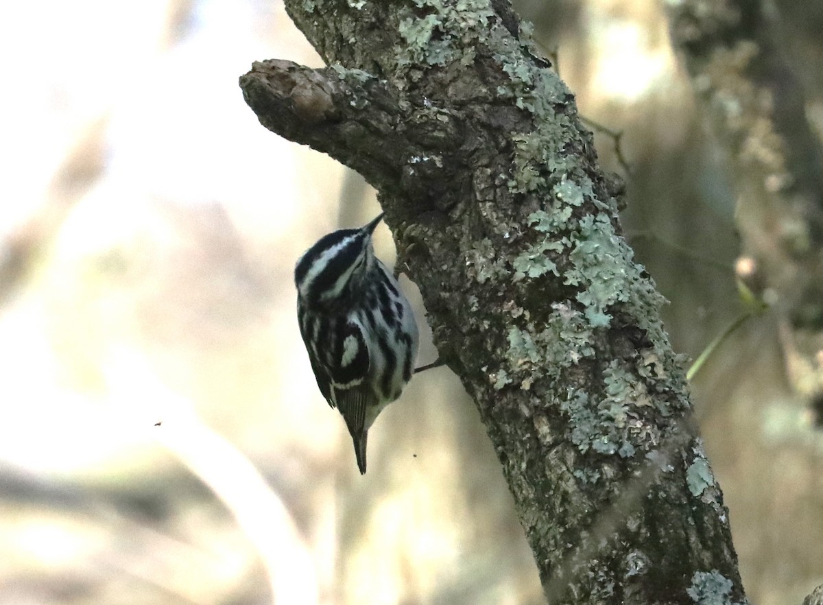Black-and-white Warbler - ML441995511