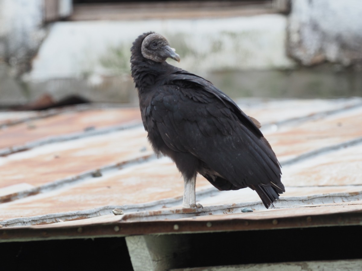 Black Vulture - ML441997181