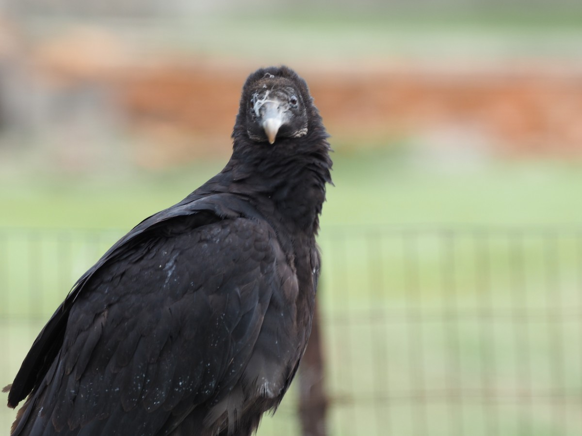 Black Vulture - ML441997201