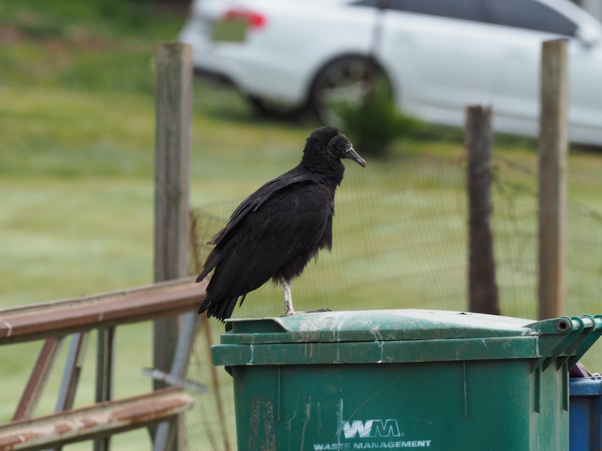 Black Vulture - ML441997211