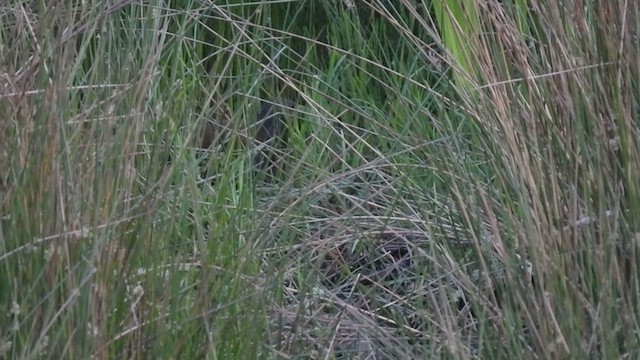 Black-tailed Crake - ML441998241