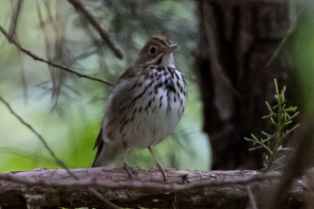 Ovenbird - ML441999031