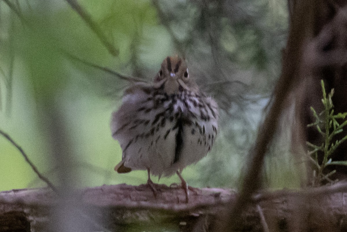 Ovenbird - ML441999041