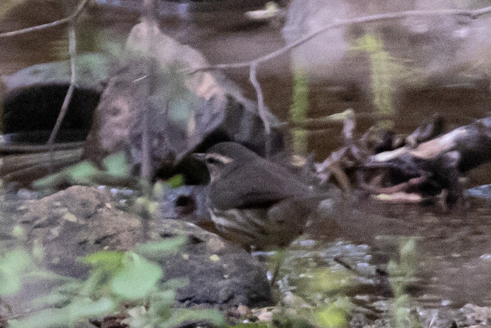 Louisiana Waterthrush - ML441999091