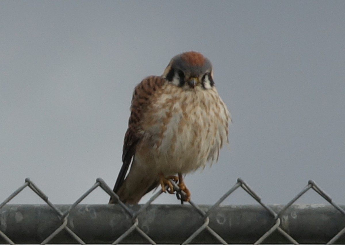 American Kestrel - Greg Cross