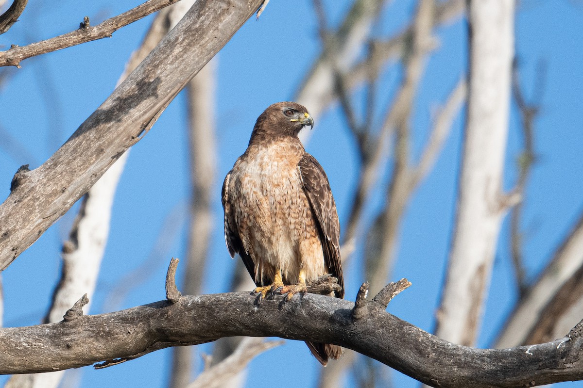 Red-tailed Hawk - ML441999801