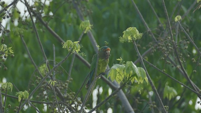 Conure à front rouge - ML441999841