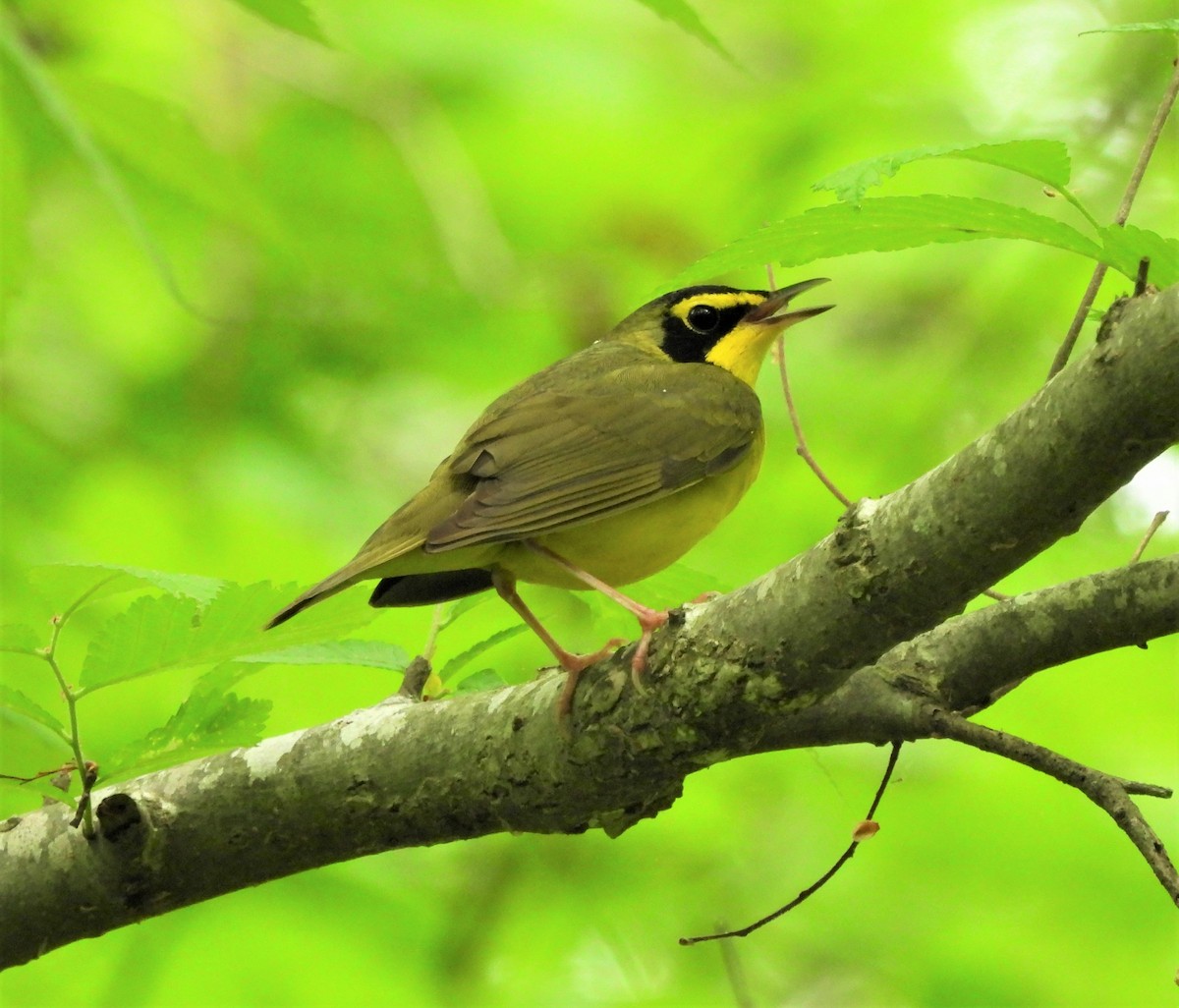 Kentucky Warbler - ML442000811