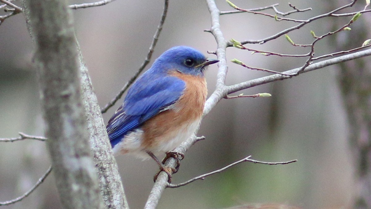 Eastern Bluebird - Bob Scheidt